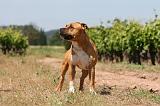 AMSTAFF ADULT 491